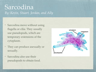 Sarcodina
By: Kevin, Stuart, Jordan, and Ally
Sarcodina move without using
flagella or cilia. They usually
use pseudopods, which are
temporary extensions of the
cytoplasm.
They can produce asexually or
sexually.
Sarcodina also use their
pseudopods to obtain food.
 
