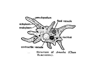 Amoeba presentation.. | PDF
