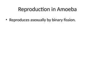 Amoeba: A Unicellular Organism Exhibiting Basic Life Processes | PPTX