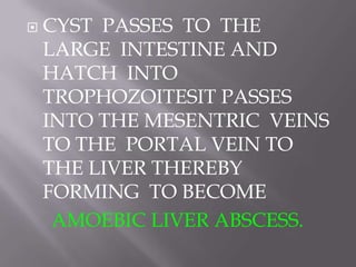   CYST PASSES TO THE
    LARGE INTESTINE AND
    HATCH INTO
    TROPHOZOITESIT PASSES
    INTO THE MESENTRIC VEINS
    TO THE PORTAL VEIN TO
    THE LIVER THEREBY
    FORMING TO BECOME
     AMOEBIC LIVER ABSCESS.
 