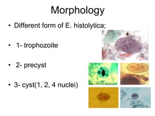 Morphology
• Different form of E. histolytica;
• 1- trophozoite
• 2- precyst
• 3- cyst(1, 2, 4 nuclei)