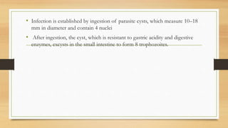 • Infection is established by ingestion of parasite cysts, which measure 10–18
mm in diameter and contain 4 nuclei
• After ingestion, the cyst, which is resistant to gastric acidity and digestive
enzymes, excysts in the small intestine to form 8 trophozoites.
 