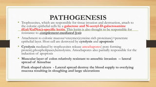 PATHOGENESIS
• Trophozoites, which are responsible for tissue invasion and destruction, attach to
the colonic epithelial cells by a galactose and N-acetyl-D-galactosamine
(Gal/GalNac)-specific lectin. This lectin is also thought to be responsible for
resistance to complement-mediated lysis
• Attachment to colonic mucosa>enzymes(cysteine-rich proteinase)>penetrate
epithelial layer. Host cell are destroyed by cytolysis and apoptosis
• Cytolysis mediated by trophozoites release amoebapores( pore forming
protein),phospholipases,hemolysins. Amoebapores also partially responsible for the
induction of apoptosis
• Muscular layer of colon relatively resistant to amoebic invasion -- lateral
spread of Amoebae
Flask shaped ulcers - Lateral spread destroy the blood supply to overlying
mucosa resulting in sloughing and large ulcerations
 