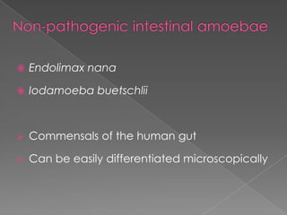 

Endolimax nana



Iodamoeba buetschlii



Commensals of the human gut



Can be easily differentiated microscopically

 