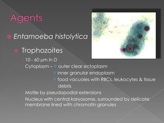 

Entamoeba histolytica


Trophozoites
•
•

•

•

10 - 60 μm in D
Cytoplasm – # outer clear ectoplasm
# inner granular endoplasm
# food vacuoles with RBCs, leukocytes & tissue
debris
Motile by pseudopodial extensions
Nucleus with central karyosome, surrounded by delicate
membrane lined with chromatin granules

 