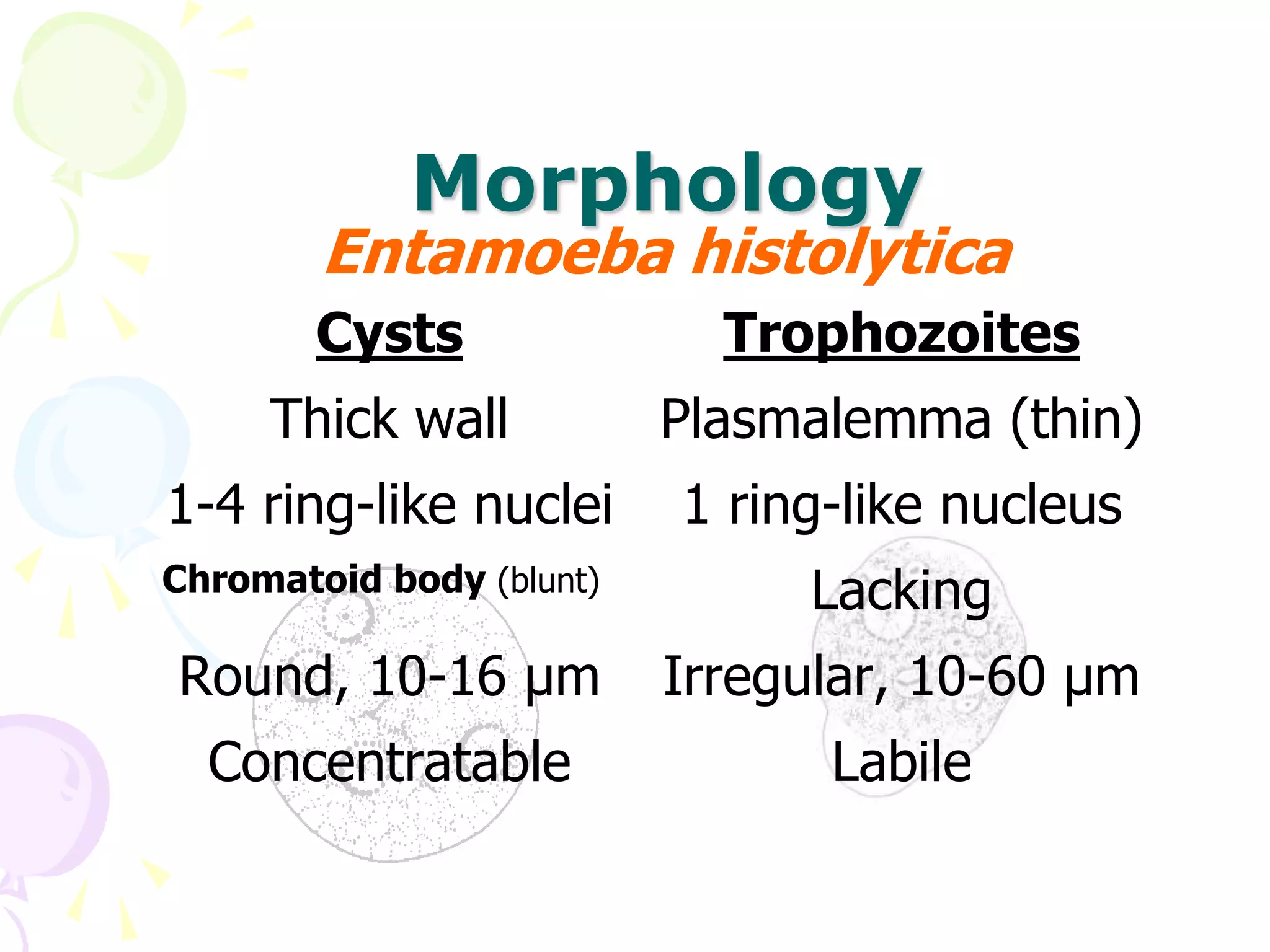 Morphology
Entamoeba histolytica
Cysts Trophozoites
Thick wall Plasmalemma (thin)
1-4 ring-like nuclei 1 ring-like nucleus
Chromatoid body (blunt) Lacking
Round, 10-16 μm Irregular, 10-60 μm
Concentratable Labile
 