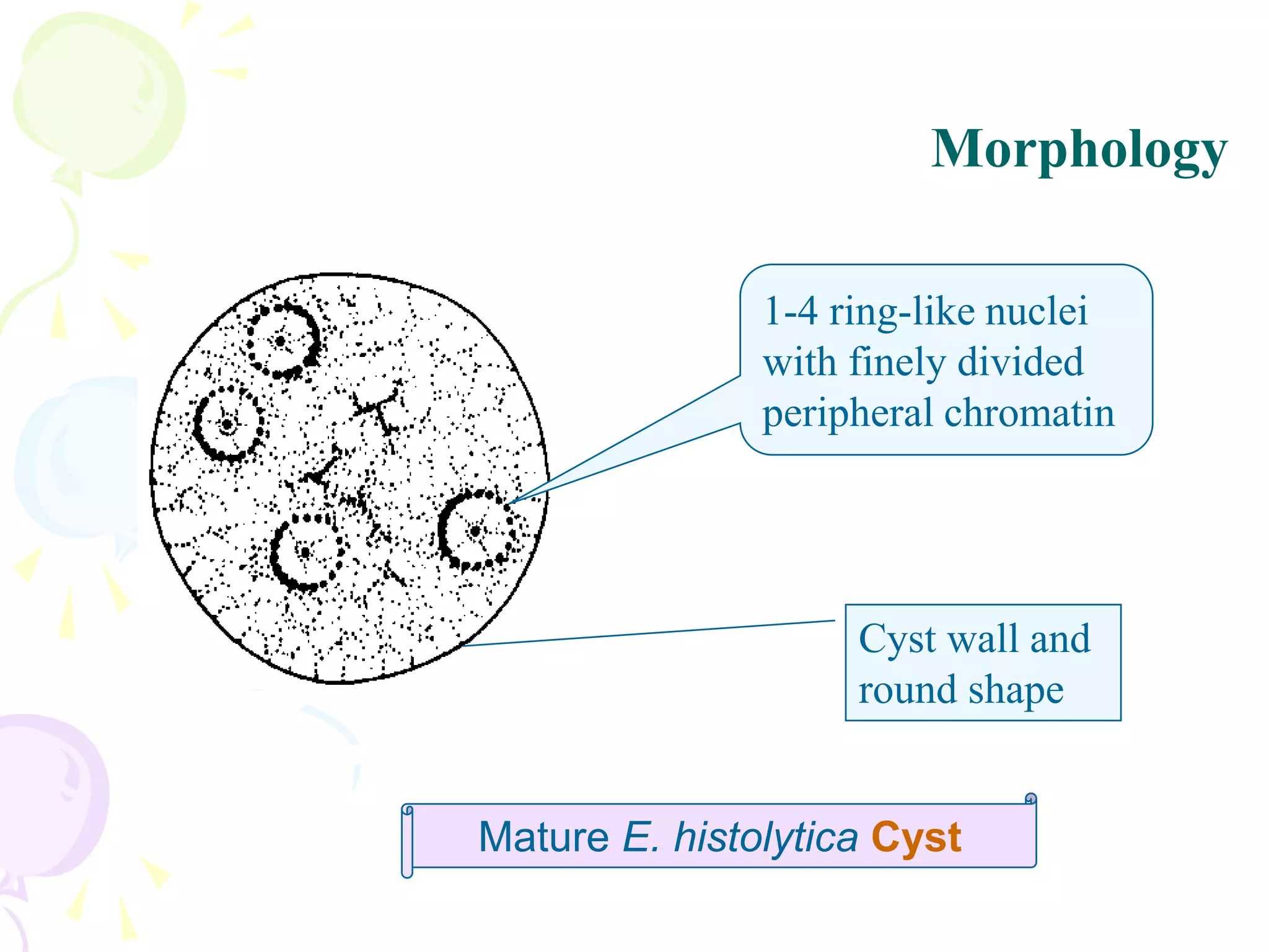 Mature E. histolytica Cyst
1-4 ring-like nuclei
with finely divided
peripheral chromatin
Cyst wall and
round shape
Morphology
 