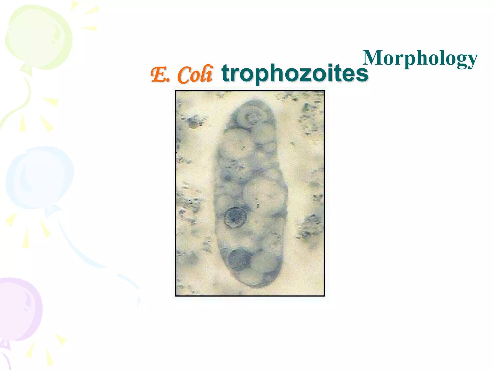 E. Coli trophozoites
•
Morphology
 