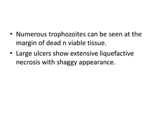 • Numerous trophozoites can be seen at the
margin of dead n viable tissue.
• Large ulcers show extensive liquefactive
necrosis with shaggy appearance.