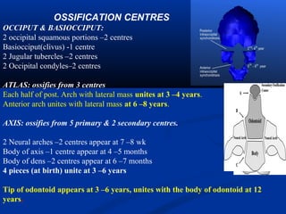 OSSIFICATION CENTRES
OCCIPUT & BASIOCCIPUT:
2 occipital squamous portions –2 centres
Basiocciput(clivus) -1 centre
2 Jugular tubercles –2 centres
2 Occipital condyles–2 centres
ATLAS: ossifies from 3 centres
Each half of post. Arch with lateral mass unites at 3 –4 years.
Anterior arch unites with lateral mass at 6 –8 years.
AXIS: ossifies from 5 primary & 2 secondary centres.
2 Neural arches –2 centres appear at 7 –8 wk
Body of axis –1 centre appear at 4 –5 months
Body of dens –2 centres appear at 6 –7 months
4 pieces (at birth) unite at 3 –6 years
Tip of odontoid appears at 3 –6 years, unites with the body of odontoid at 12
years.
 
