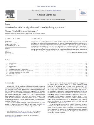 Review
A molecular view on signal transduction by the apoptosome
Thomas F. Reubold, Susanne Eschenburg ⁎
Institute for Biophysical Chemistry, Hannover Medical School, 30625 Hannover, Germany
a b s t r a c ta r t i c l e i n f o
Article history:
Received 7 February 2012
Accepted 5 March 2012
Available online 13 March 2012
Keywords:
Apoptosis
Apaf-1
Apoptosome
Caspase activation
Apoptosomes are signaling platforms that initiate the dismantling of a cell during apoptosis. In mammals,
assembly of the apoptosome is the pivotal point in the mitochondrial pathway of apoptosis, and is prompted
by binding of cytochrome c to the apoptotic protease-activating factor 1 (Apaf-1) in the presence of ATP. The
resulting wheel-like heptamer of seven molecules Apaf-1 and seven molecules cytochrome c binds and acti-
vates the initiator caspase-9, which in turn ignites the downstream caspase cascade. In this review we discuss
the molecular determinants for the formation of the mammalian apoptosome and caspase activation and
describe the related signaling platforms in ﬂies and nematodes.
© 2012 Elsevier Inc. All rights reserved.
Contents
1. Introduction . . . . . . . . . . . . . . . . . . . . . . . . . . . . . . . . . . . . . . . . . . . . . . . . . . . . . . . . . . . . . 1420
2. Apaf-1 . . . . . . . . . . . . . . . . . . . . . . . . . . . . . . . . . . . . . . . . . . . . . . . . . . . . . . . . . . . . . . . . 1421
3. Cytochrome c . . . . . . . . . . . . . . . . . . . . . . . . . . . . . . . . . . . . . . . . . . . . . . . . . . . . . . . . . . . . 1421
4. ATP . . . . . . . . . . . . . . . . . . . . . . . . . . . . . . . . . . . . . . . . . . . . . . . . . . . . . . . . . . . . . . . . . 1421
5. Structure of the Apaf-1 apoptosome . . . . . . . . . . . . . . . . . . . . . . . . . . . . . . . . . . . . . . . . . . . . . . . . . . 1423
6. Caspase activation by the Apaf-1 apoptosome . . . . . . . . . . . . . . . . . . . . . . . . . . . . . . . . . . . . . . . . . . . . . 1423
7. The Apaf-1 orthologs Dark and Ced-4 . . . . . . . . . . . . . . . . . . . . . . . . . . . . . . . . . . . . . . . . . . . . . . . . . 1423
8. Concluding remarks . . . . . . . . . . . . . . . . . . . . . . . . . . . . . . . . . . . . . . . . . . . . . . . . . . . . . . . . . 1424
References . . . . . . . . . . . . . . . . . . . . . . . . . . . . . . . . . . . . . . . . . . . . . . . . . . . . . . . . . . . . . . . . 1424
1. Introduction
Apoptosis is a highly regulated cellular mechanism in metazoans
used to terminate superﬂuous or unwanted cells in a controlled way
[1]. Apoptosis is crucial for normal human embryonic development
[2,3] and the development of the immune system [4]. Deregulation
of apoptosis is associated with severe pathologic conditions, e.g. can-
cer and neurodegenerative diseases [5–8]. Two different pathways
have emerged, which both lead to the activation of members of a
class of cystein-dependent aspartate-speciﬁc proteases (caspases).
Activation of the caspase cascade ultimately leads to the orderly deg-
radation of the cell [9].
The extrinsic apoptotic pathway is induced by binding of death
ligands to the ectodomains of their cognate death receptors [10]
and leads to the activation of the initiator caspases 8 and 10.
The intrinsic or mitochondrial apoptotic pathway is triggered by
different kinds of cellular stress — e.g. DNA damaging agents
including UV irradiation and cytotoxic drugs (reviewed in [11]).
Predominance of pro-apoptotic stimuli eventually lead to the Bax
(Bcl-2-associated x protein)- or Bak (Bcl-2 antagonist killer)-induced
permeabilization of the outer mitochondrial membrane [12,13]. Per-
meabilization is followed by the release of cytochrome c from the
intermembrane space into the cytosol [13]. Binding of cytochrome c
to cytosolic Apaf-1 (apoptotic protease-activating factor 1) in the
presence of ATP yields a large complex of 1 MDa termed apoptosome,
which serves as activation platform for procaspase-9 [14]. The holo-
apoptosome formed by the apoptosome and caspase-9 in turn acti-
vates the effector caspase-3 [15].
In this review we summarize the current knowledge about the
constituents of the mammalian holo-apoptosome and discuss their
role in the transduction of the death signal in the mitochondrial path-
way of apoptosis. In doing so we highlight recent structural data and
their implications for the mechanism of apoptosome formation and
subsequent caspase activation.
Cellular Signalling 24 (2012) 1420–1425
⁎ Corresponding author. Tel.: +49 511 532 8655; fax: +49 511 532 2909.
E-mail address: eschenburg.susanne@mh-hannover.de (S. Eschenburg).
0898-6568/$ – see front matter © 2012 Elsevier Inc. All rights reserved.
doi:10.1016/j.cellsig.2012.03.007
Contents lists available at SciVerse ScienceDirect
Cellular Signalling
journal homepage: www.elsevier.com/locate/cellsig
 