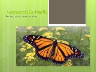 Monarch Butterfly
Renee, Mary Jane, Marissa
 