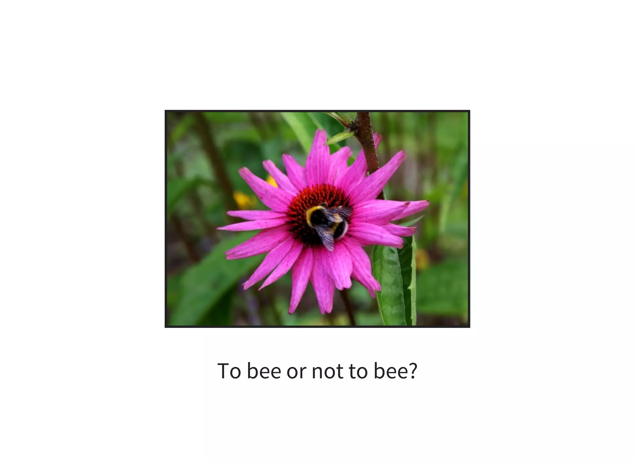 To bee or not to bee?
 