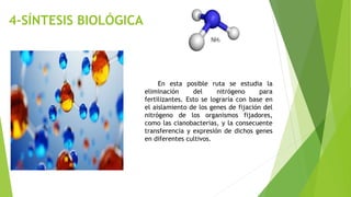 4-SÍNTESIS BIOLÓGICA
En esta posible ruta se estudia la
eliminación del nitrógeno para
fertilizantes. Esto se lograría con base en
el aislamiento de los genes de fijación del
nitrógeno de los organismos fijadores,
como las cianobacterias, y la consecuente
transferencia y expresión de dichos genes
en diferentes cultivos.
 