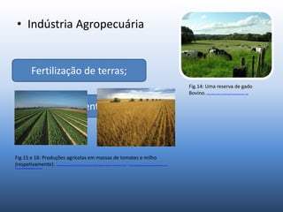 • Indústria Agropecuária
Fertilização de terras;
Tratamento da palha
Fig.14: Uma reserva de gado
Bovino. http://www.investne.com.br/images/stories/agropecuaria_2.jpg
Fig.15 e 16: Produções agrícolas em massas de tomates e milho
(respetivamente). http://www.hipersuper.pt/2012/05/22/vitacress-fornece-1-000-toneladas-de-vegetais-a-mcdonalds-portugal/ e http://www.oestesom.com.br/portal/_uploads/oeste_som-
5fd147ea466238ee46d029b7b7cacdcb.jpg.
 