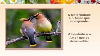 A m o r -  João de Brito/Chico Xavier