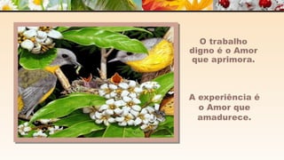 A m o r -  João de Brito/Chico Xavier