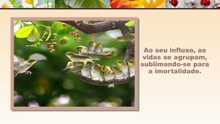 A m o r -  João de Brito/Chico Xavier