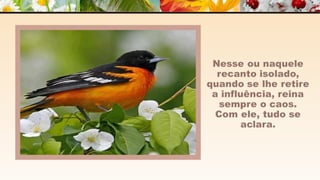 A m o r -  João de Brito/Chico Xavier