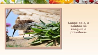 A m o r -  João de Brito/Chico Xavier