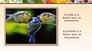 A m o r -  João de Brito/Chico Xavier