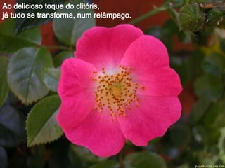 Ao delicioso toque do clitóris, já tudo se transforma, num relâmpago. 