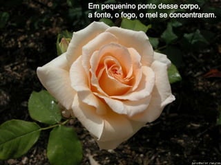 Em pequenino ponto desse corpo, a fonte, o fogo, o mel se concentraram.  