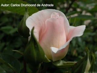 Autor: Carlos Drumoond de Andrade   