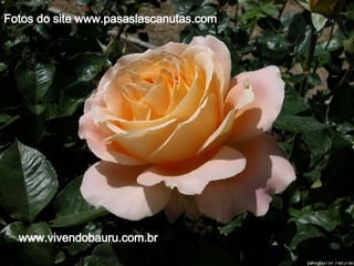 Fotos do site www.pasaslascanutas.com www.vivendobauru.com.br 