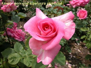 Amor - pois que é palavra essencial   