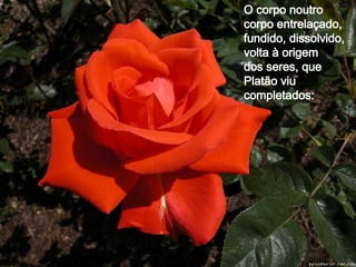 O corpo noutro corpo entrelaçado,  fundido, dissolvido, volta à origem dos seres, que Platão viu completados: 