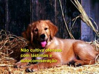 Não cultiva ofensas
com lástimas e
autocomiseração
 