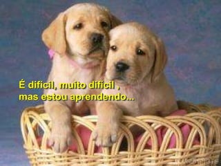 É difícil, muito difícil ,
mas estou aprendendo...
 