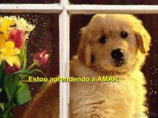 ...Estou aprendendo a AMAR
 