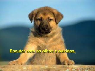 Escutar com os olhos e ouvidos,
 