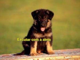 Escutar com a alma
 