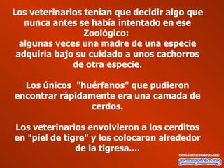 Los veterinarios tenían que decidir algo que nunca antes se había intentado en ese Zoológico:  algunas veces una madre de una especie adquiría bajo su cuidado a unos cachorros de otra especie. Los únicos  "huérfanos" que pudieron encontrar rápidamente era una camada de cerdos. Los veterinarios envolvieron a los cerditos en "piel de tigre" y los colocaron alrededor de la tigresa.... 