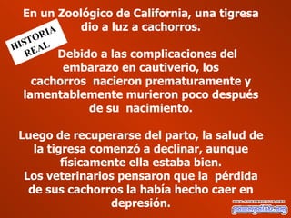 En un Zoológico de California, una tigresa
     IA    dio a luz a cachorros.
     OR
 IST AL
H E
   R    Debido a las complicaciones del
        embarazo en cautiverio, los
   cachorros nacieron prematuramente y
 lamentablemente murieron poco después
            de su nacimiento.

 Luego de recuperarse del parto, la salud de
    la tigresa comenzó a declinar, aunque
          físicamente ella estaba bien.
  Los veterinarios pensaron que la pérdida
   de sus cachorros la había hecho caer en
                   depresión.
 