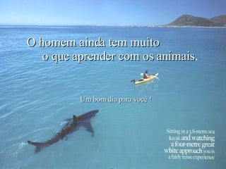 O homem ainda tem muito o que aprender com os animais . Um bom dia para você ! 
