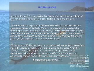 HISTÓRIA DE AMOR A revista francesa "Le magazine des voyages de pêche" na sua edição nº 56, traz uma notícia espantosa: uma história de amor admirável. "Arnold Pointer um pescador profissional do sul da Austrália libertou uma  grande fêmea de Tubarão Branco  (Carcharodon carcharias) das redes de pesca em que tinha ficado presa, livrando-a de uma morte certa. Agora este pescador tem um problema: ele afirma  :"Há dois anos que ela não me larga. Ela segue-me para toda a parte. A sua presença faz fugir os peixes que quero pescar. Não sei mais o que  fazer." Efetivamente, difícil de se livrar de um tubarão de uma espécie protegida medindo 5 metros, estabeleceu-se uma afeição mútua entre Arnold e "Cindy". Arnold diz "A partir do momento que paro o barco ela aproxima-se, vira-se de costas para que eu  lhe acaricie o ventre e o pescoço, ela grunhe, rola os olhos, bate com as barbatanas...“ Simplesmente admirável!!!” 