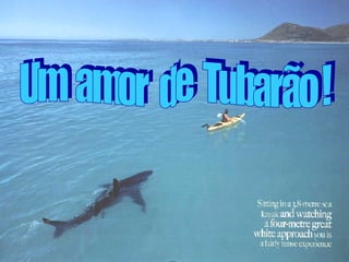 Um  amor  de  Tubarão ! 