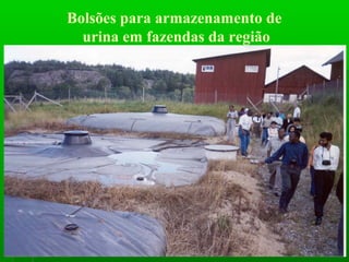 Bolsões para armazenamento de
urina em fazendas da região
 