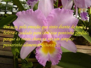 Por isso, pela emoção que sinto diante de tanta  beleza e cuidado para com esse pontinho perdido,  porque às vezes choro ao ver um simples  passarinho alimentar filhotes, ...  