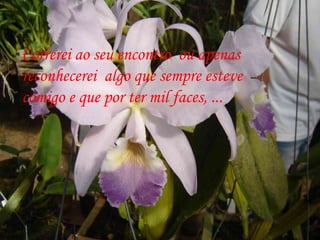 Correrei ao seu encontro  ou apenas  reconhecerei  algo que sempre esteve  comigo e que por ter mil faces, ... 