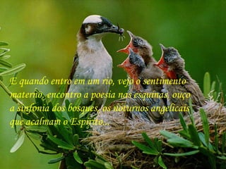 E quando entro em um rio, vejo o sentimento  materno, encontro a poesia nas esquinas, ouço  a sinfonia dos bosques, os noturnos angelicais  que acalmam o Espírito...  