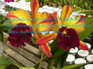 E quando os sinos tocam, os templos abrem,  os louvores ecoam, os anjos descem, a caridade  dança, o céu anila como neon... 