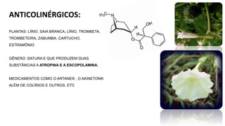 ANTICOLINÉRGICOS:
PLANTAS: LÍRIO, SAIA BRANCA, LÍRIO, TROMBETA,
TROMBETEIRA, ZABUMBA, CARTUCHO,
ESTRAMÔNIO
GÊNERO: DATURA E QUE PRODUZEM DUAS
SUBSTÂNCIAS A ATROPINA E A ESCOPOLAMINA,
MEDICAMENTOS COMO O ARTANE® , O AKINETON®
ALÉM DE COLÍRIOS E OUTROS. ETC
 