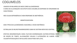 COGUMELOS
USADOS HÁ MILHARES DE ANOS COMO ALUCINÓGENOS.
O GRAU DE ALUCINAÇÃO E DE EFEITO DOS COGUMELOS DEPENDE DO ORGANISMO DE
CADA PESSOA.
NÃO CAUSA DEPENDÊNCIA E NEM SÍNDROME DE ABSTINÊNCIA.
AMANITA MUSCARIA
DOIS TIPOS DE ALUCINÓGENOS: MUSCIMOL E ÁCIDO IBOTÊMICO.
ESTIMULAM OS NEUROTRANSMISSORES GABA NO SISTEMA NERVOSO CENTRAL.
EFEITOS: DESORIENTAÇÃO, SONO, FALTA DE COORDENAÇÃO, EUFORIA INTENSA, FALTA
DE NOÇÃO DE TEMPO, ALUCINAÇÕES VISUAIS E ALTERAÇÕES DE HUMOR. PODE
CAUSAR INTOXICAÇÃO E EM ALGUNS CASOS PODE SER LETAL.
 