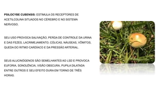 PSILOCYBE CUBENSIS: ESTIMULA OS RECEPTORES DE
ACETILCOLINA SITUADOS NO CÉREBRO E NO SISTEMA
NERVOSO.
SEU USO PROVOCA SALIVAÇÃO, PERDA DE CONTROLE DA URINA
E DAS FEZES, LACRIMEJAMENTO, CÓLICAS, NÁUSEAS, VÔMITOS,
QUEDA DO RITMO CARDÍACO E DA PRESSÃO ARTERIAL.
SEUS ALUCINÓGENOS SÃO SEMELHANTES AO LSD E PROVOCA
EUFORIA, SONOLÊNCIA, VISÃO OBSCURA, PUPILA DILATADA
ENTRE OUTROS E SEU EFEITO DURA EM TORNO DE TRÊS
HORAS.
 