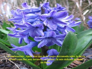 A continuación , Apolo hizo que de la sangre derramada sobre la tierra  brotara una flor muy hermosa , el jacinto , la más delicada de todas  las flores .  